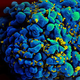 Virus del SIDA atacando un linfocito T. Foto: Wikipedia, bajo licencia Creative Commons